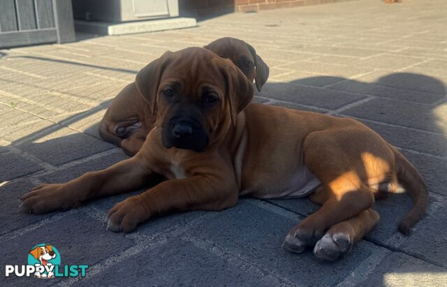 Rhodesian Ridgeback puppies