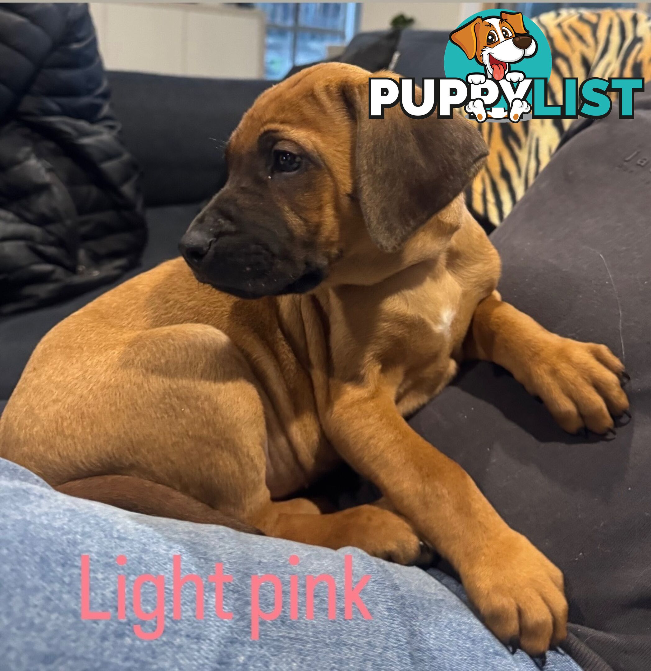 Rhodesian Ridgeback puppies