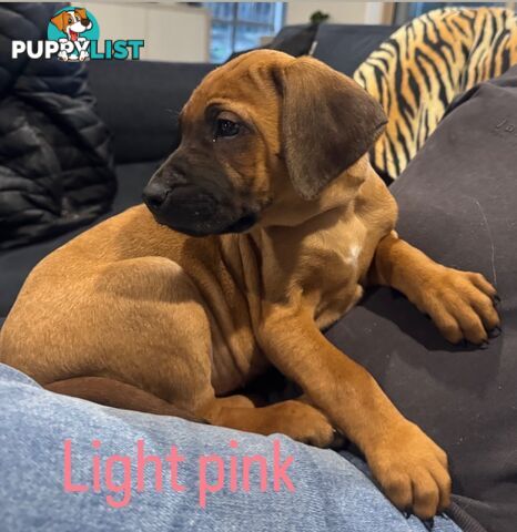 Rhodesian Ridgeback puppies