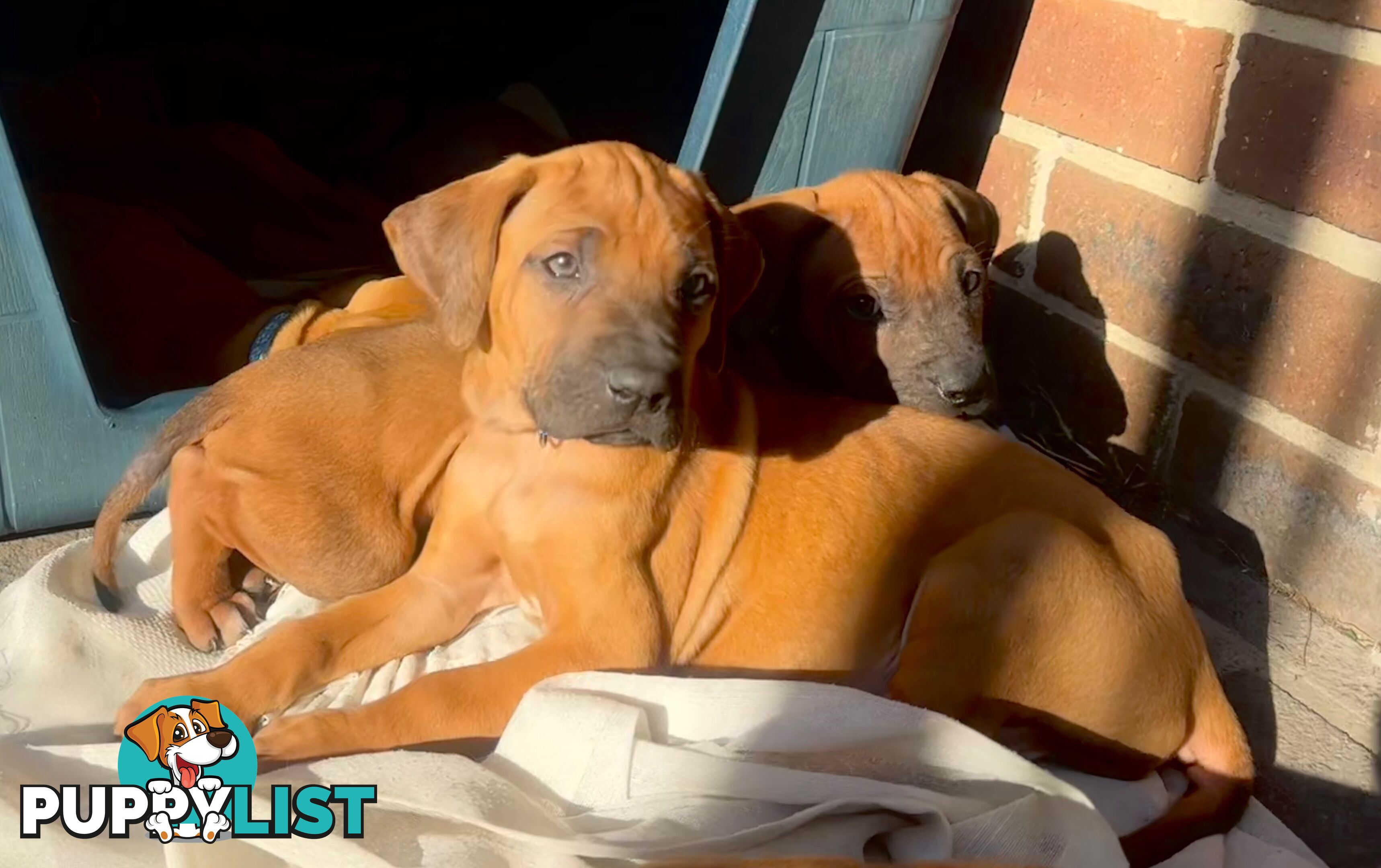 Rhodesian Ridgeback puppies