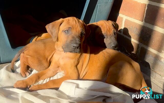 Rhodesian Ridgeback puppies