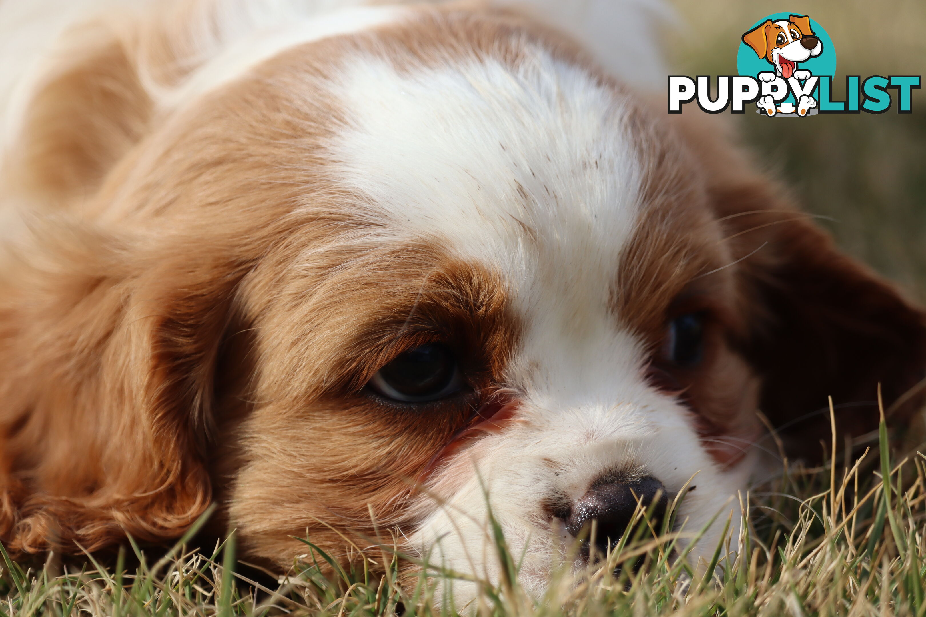 Cavalier King Charles Spaniel Puppies ANKC