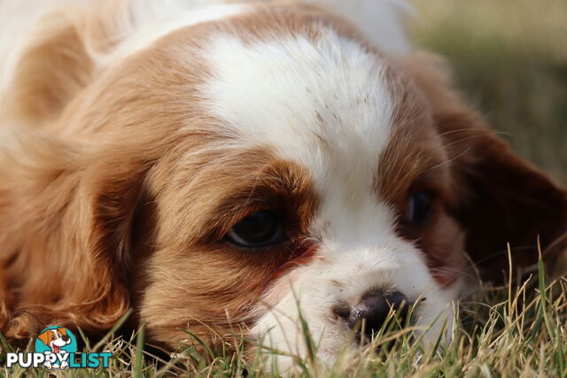 Cavalier King Charles Spaniel Puppies ANKC
