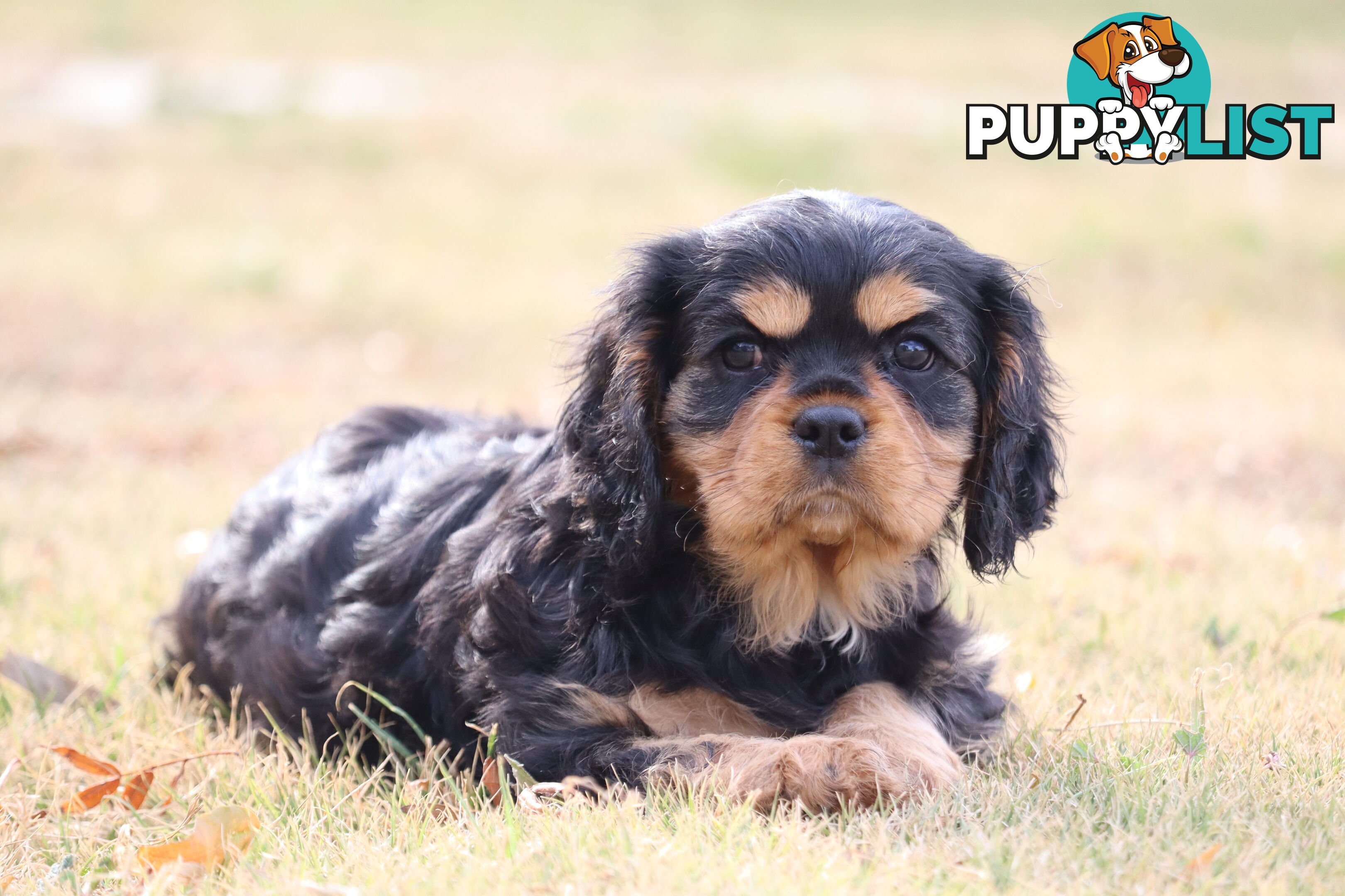 Cavalier King Charles Spaniel Puppies ANKC