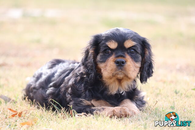 Cavalier King Charles Spaniel Puppies ANKC