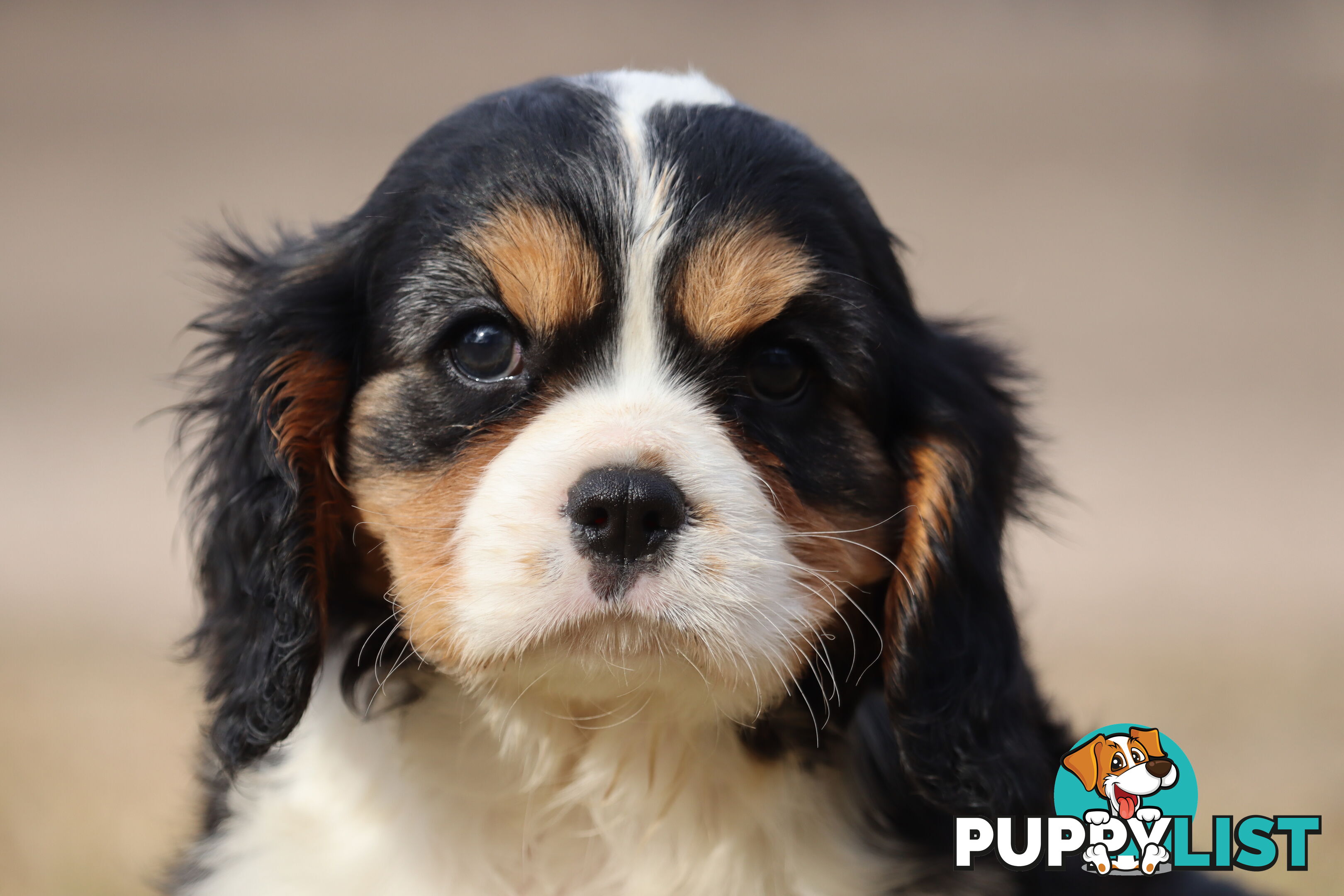 Cavalier King Charles Spaniel Puppies ANKC
