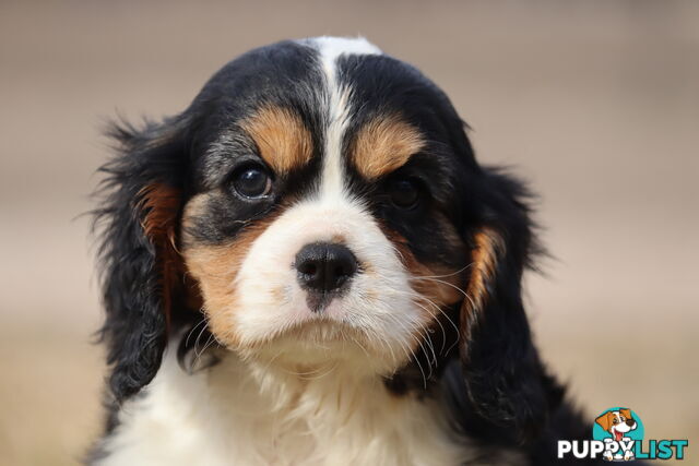 Cavalier King Charles Spaniel Puppies ANKC