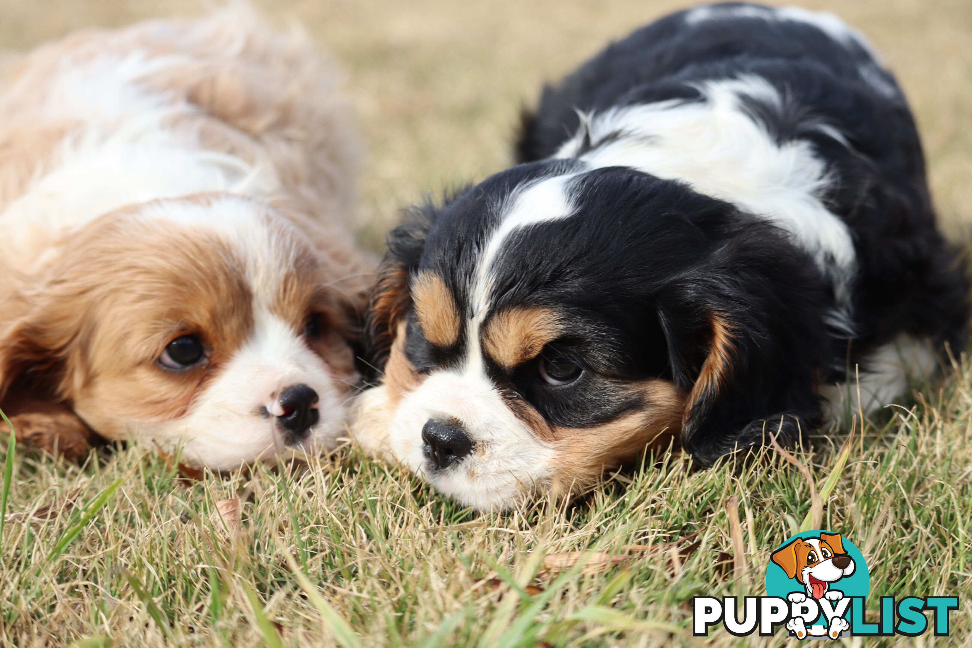 Cavalier King Charles Spaniel Puppies ANKC