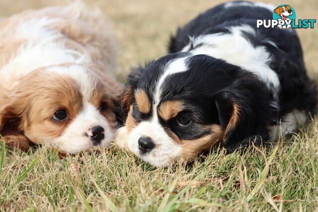 Cavalier King Charles Spaniel Puppies ANKC