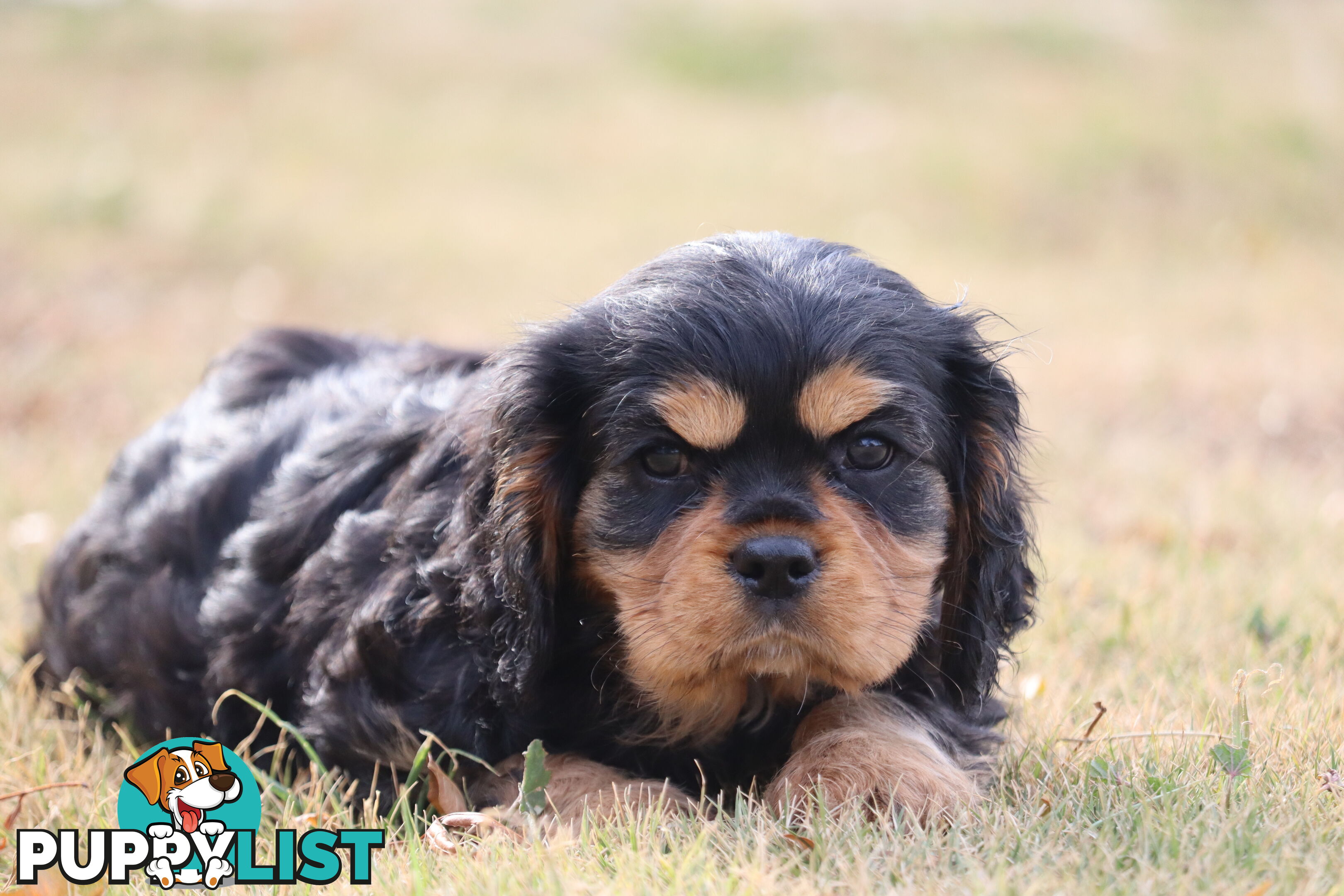 Cavalier King Charles Spaniel Puppies ANKC