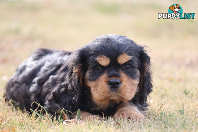 Cavalier King Charles Spaniel Puppies ANKC