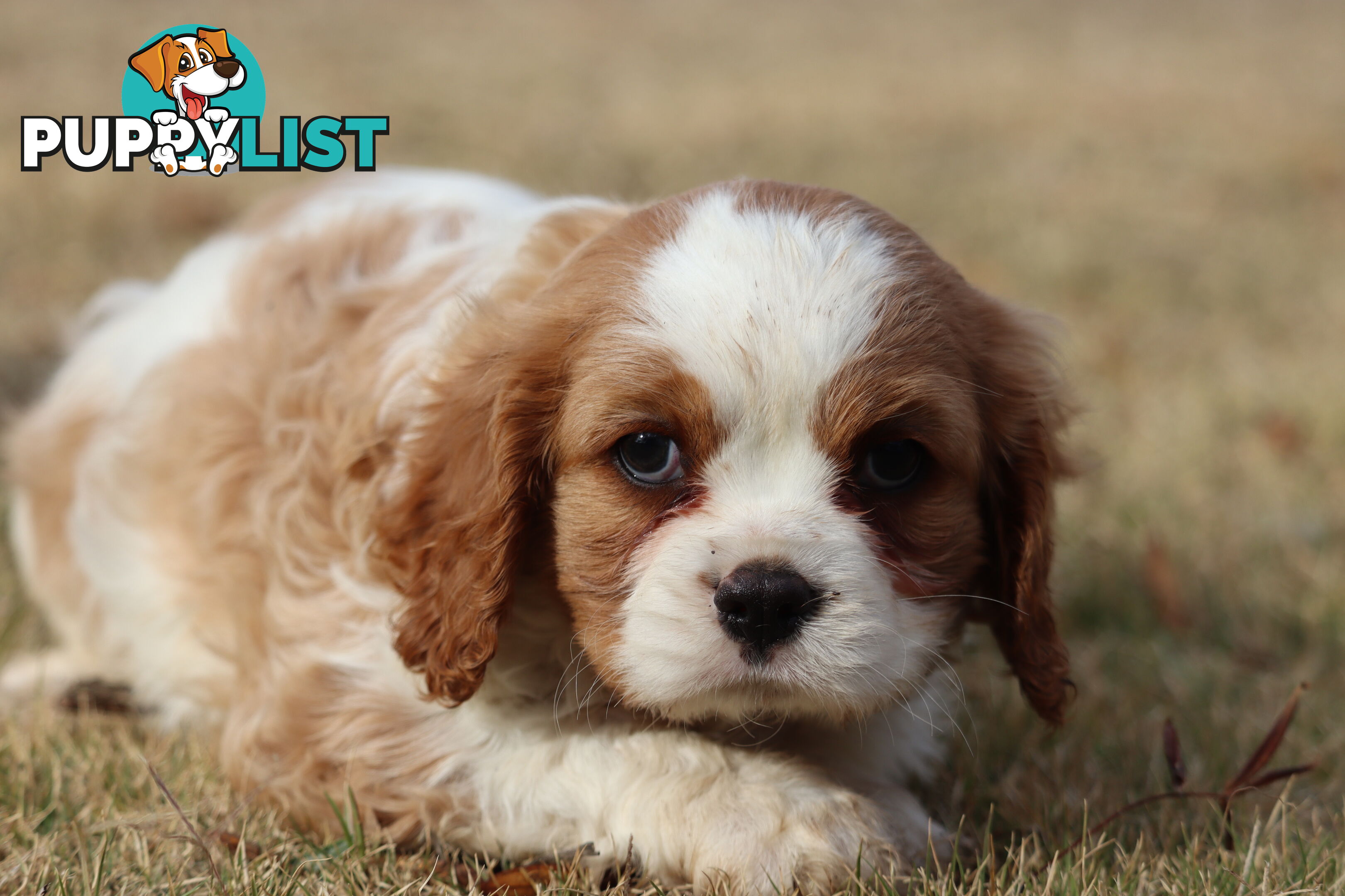 Cavalier King Charles Spaniel Puppies ANKC