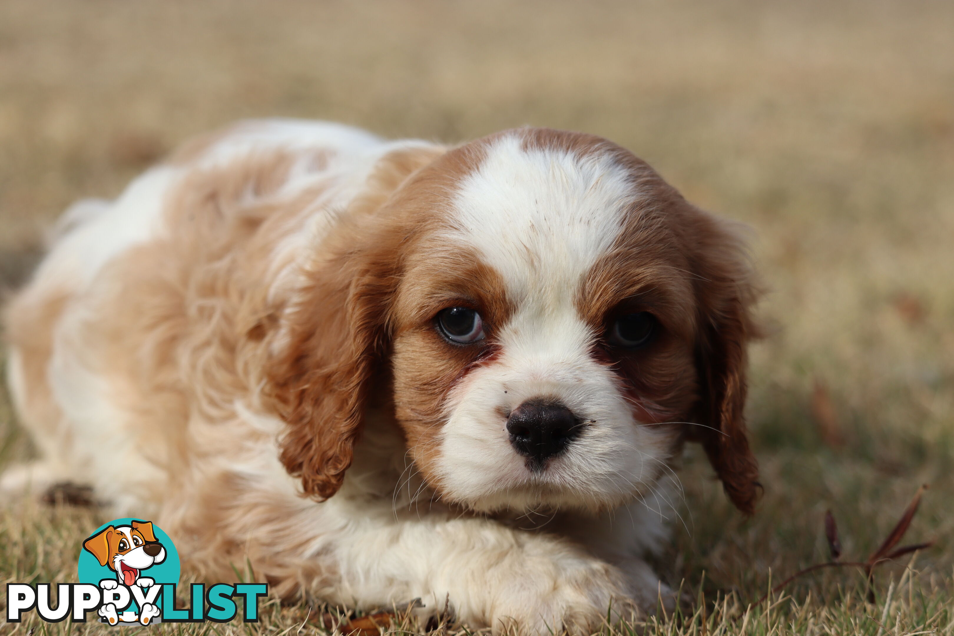 Cavalier King Charles Spaniel Puppies ANKC