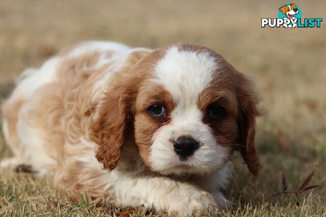 Cavalier King Charles Spaniel Puppies ANKC