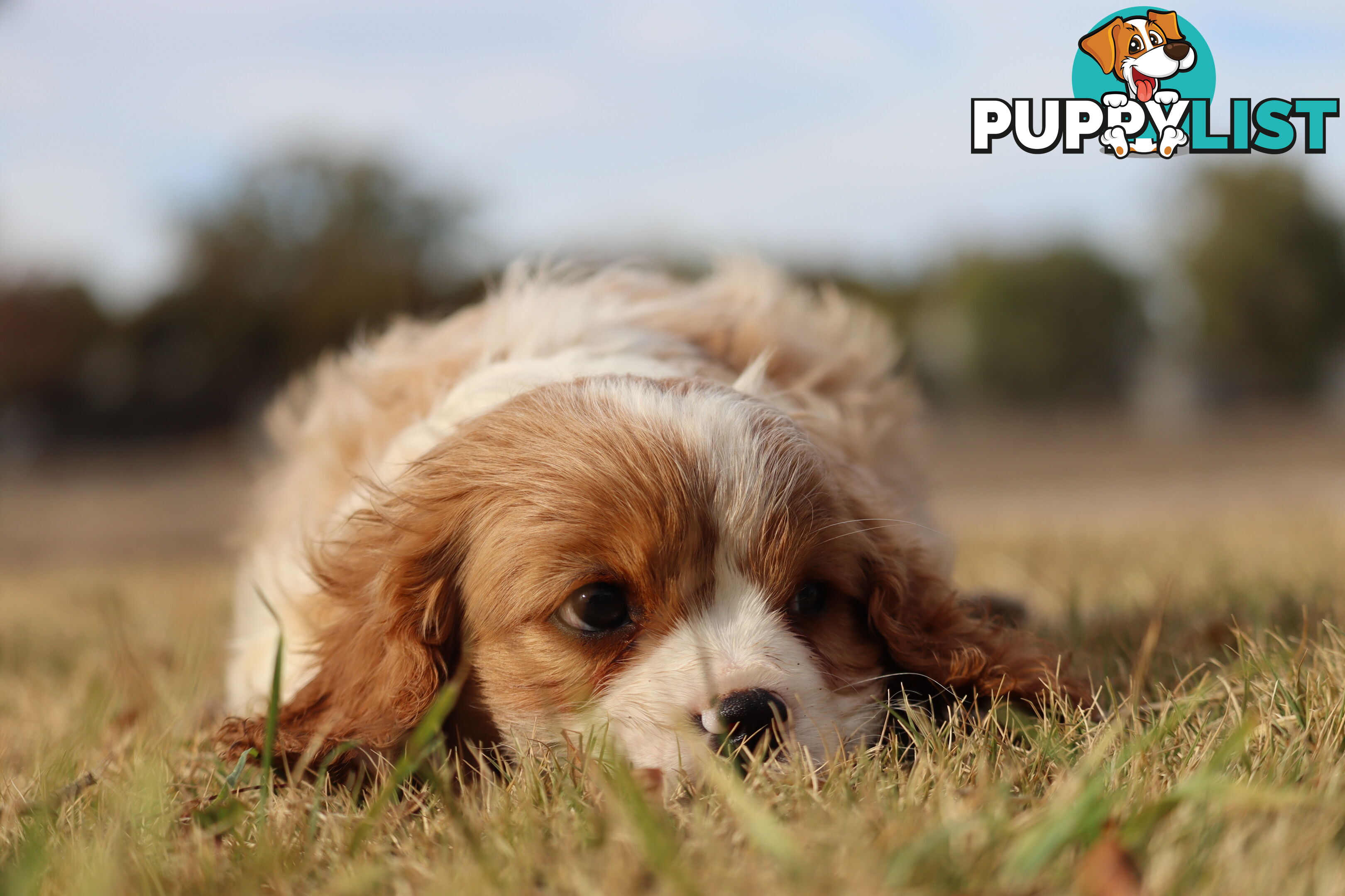 Cavalier King Charles Spaniel Puppies ANKC