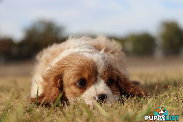 Cavalier King Charles Spaniel Puppies ANKC