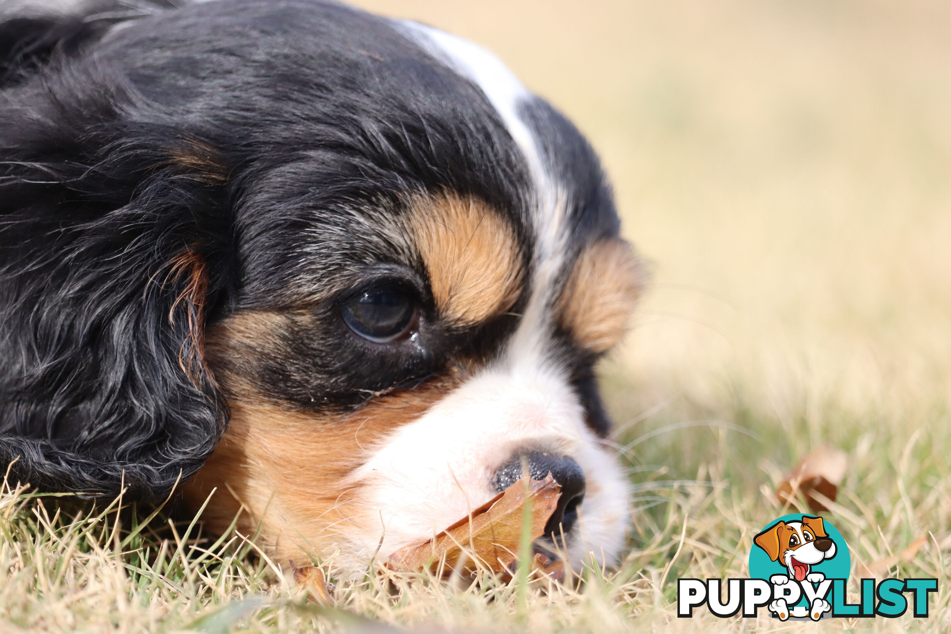 Cavalier King Charles Spaniel Puppies ANKC