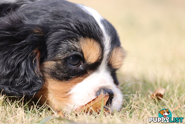 Cavalier King Charles Spaniel Puppies ANKC