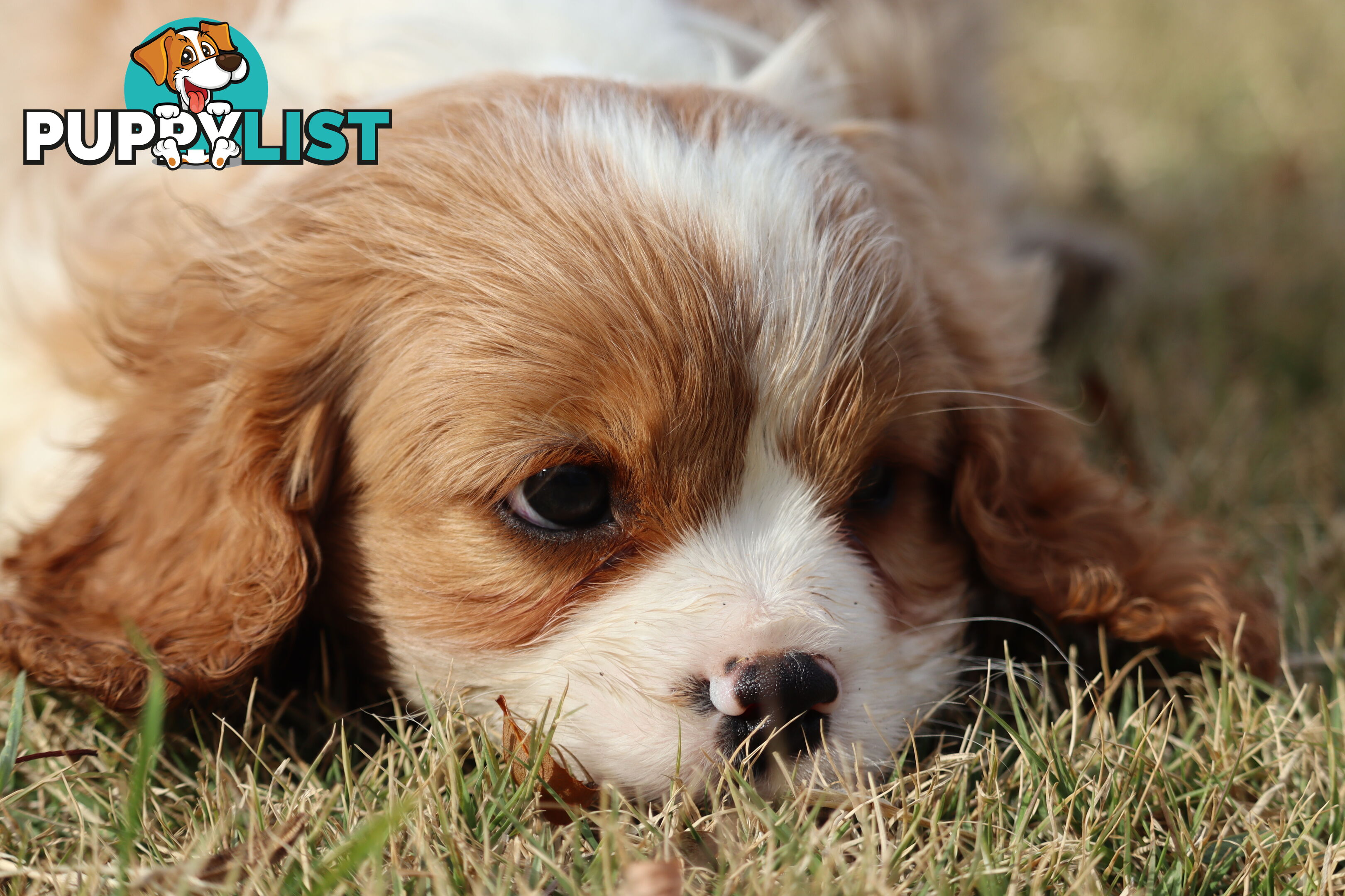 Cavalier King Charles Spaniel Puppies ANKC