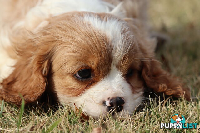 Cavalier King Charles Spaniel Puppies ANKC