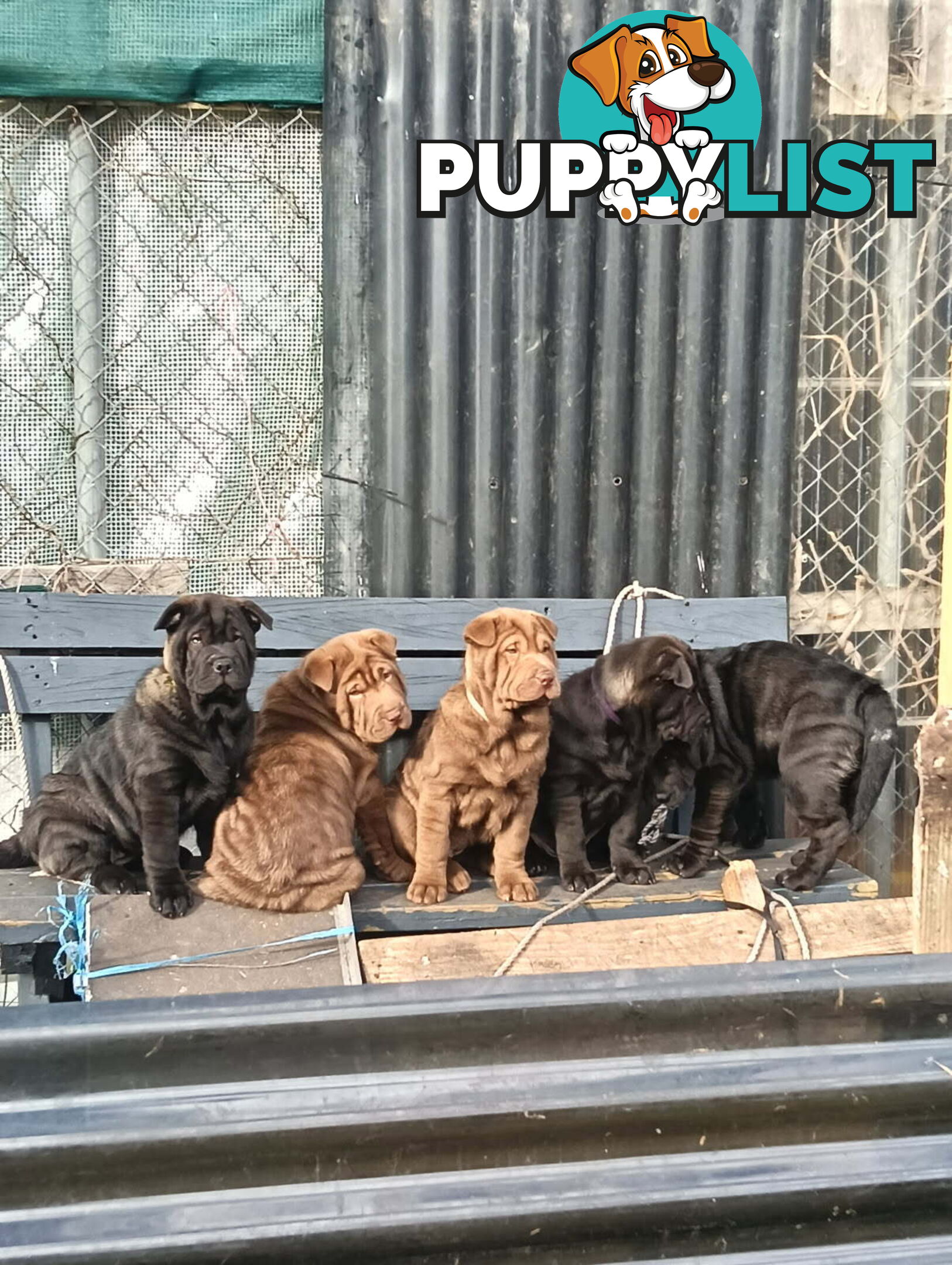 Adorable Mala Pei puppies
