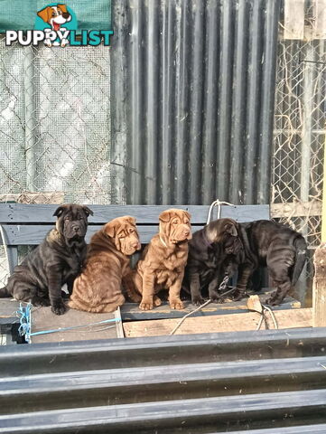Adorable Mala Pei puppies