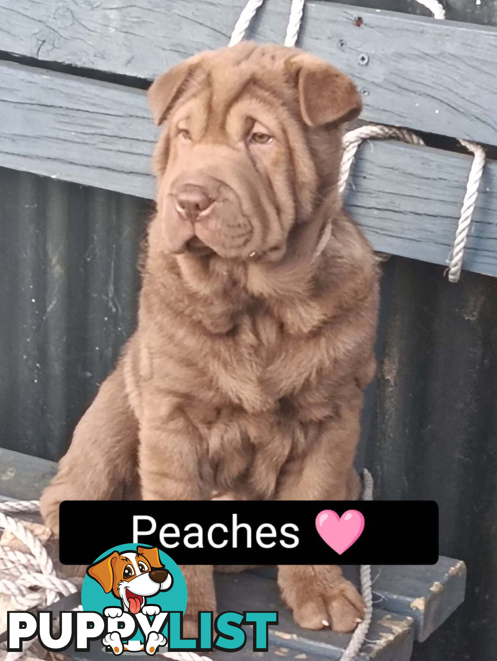Adorable Mala Pei puppies