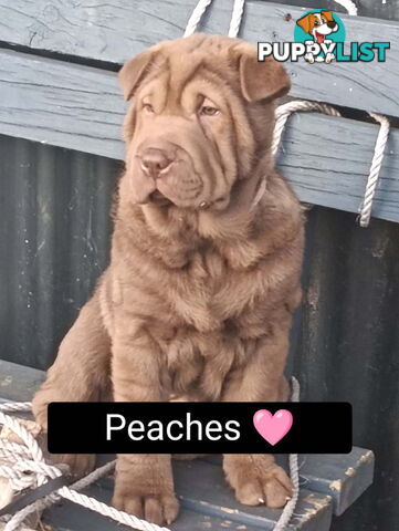 Adorable Mala Pei puppies