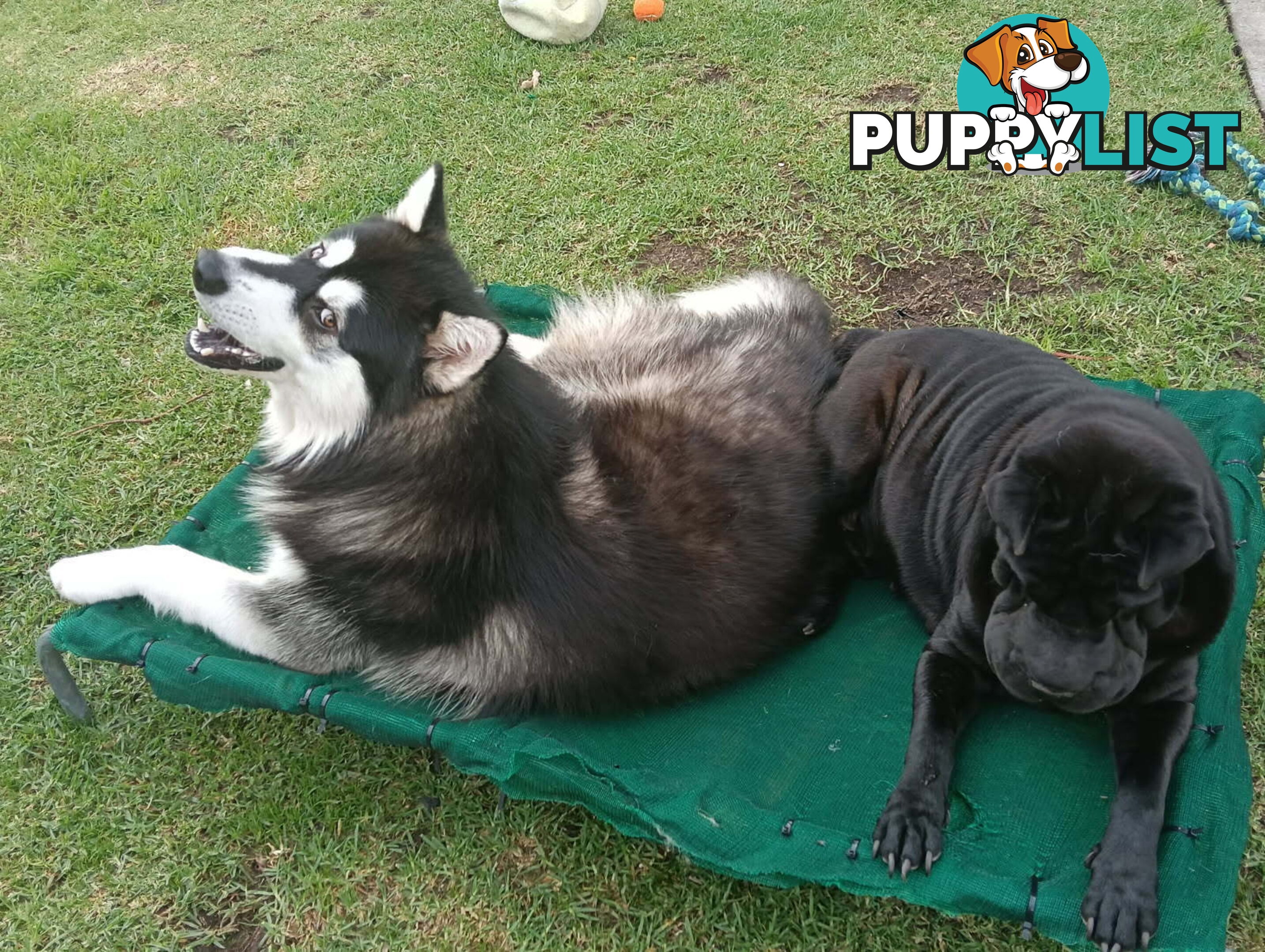 Adorable Mala Pei puppies
