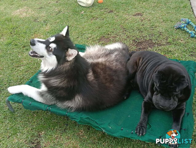 Adorable Mala Pei puppies