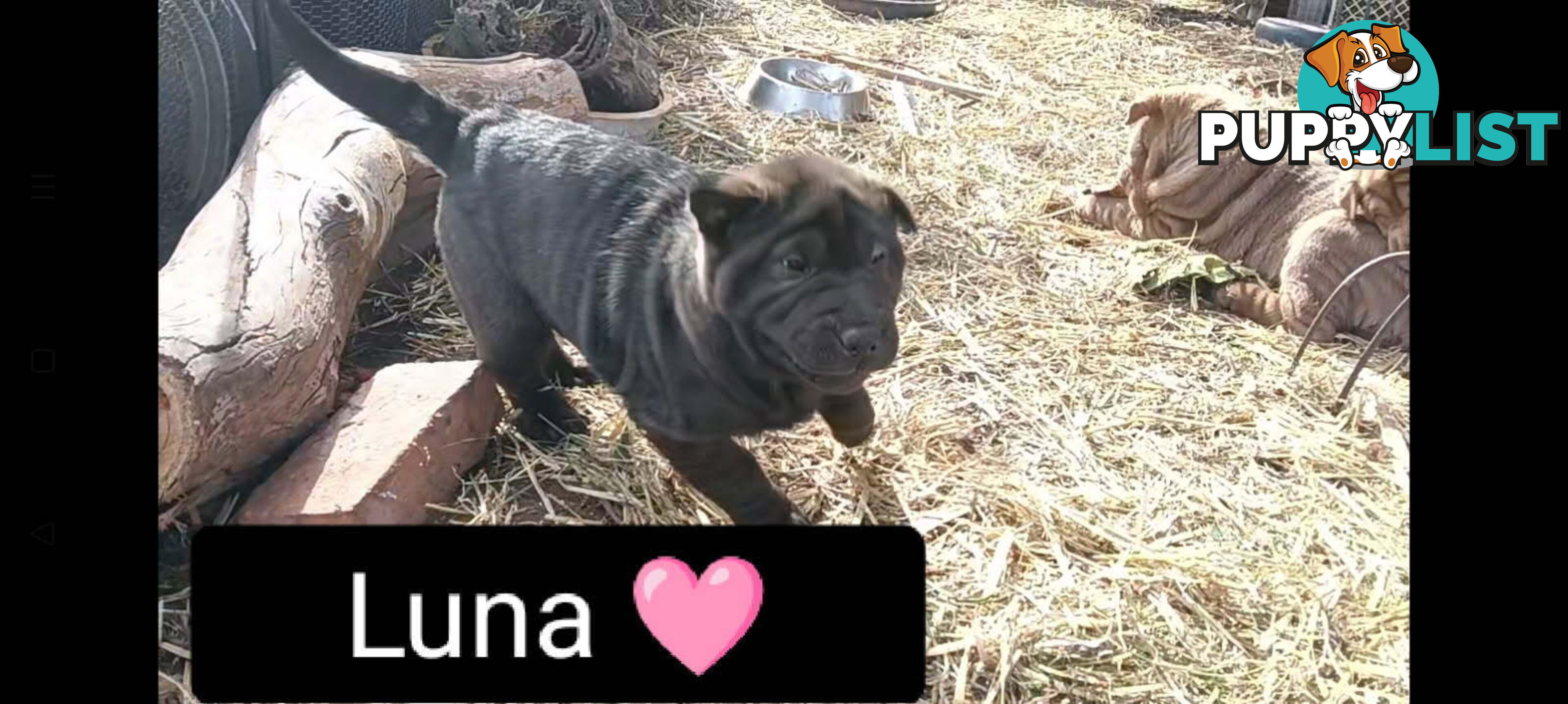 Adorable Mala Pei puppies