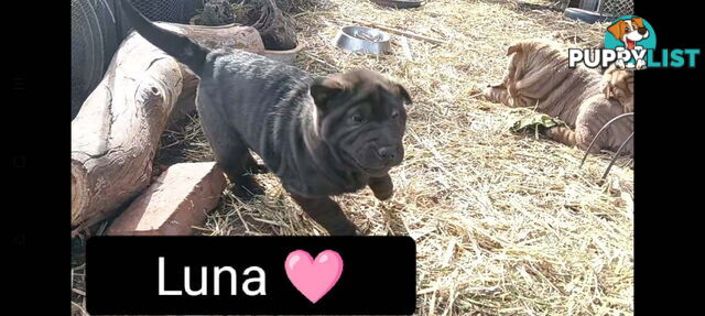 Adorable Mala Pei puppies