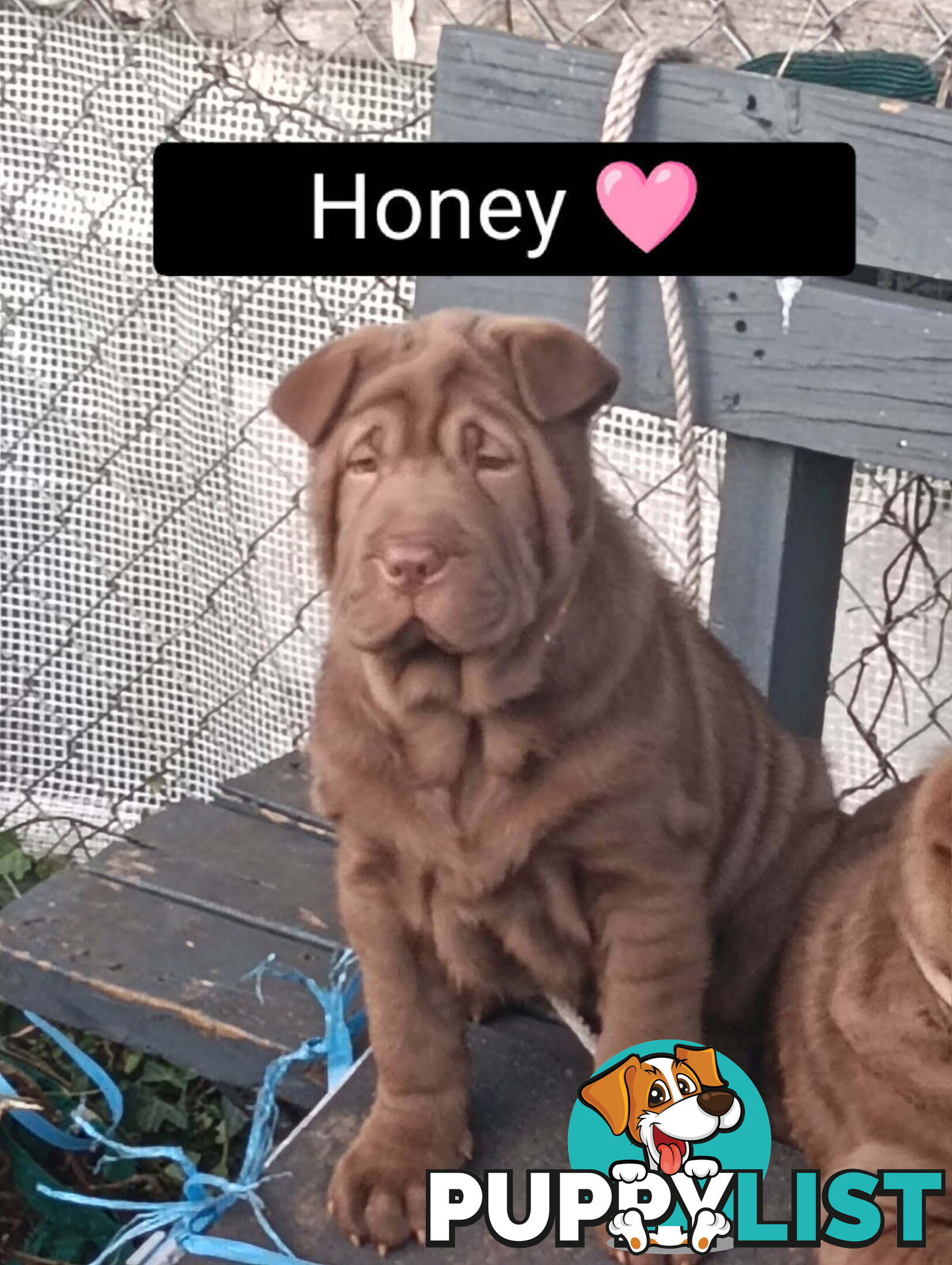 Adorable Mala Pei puppies
