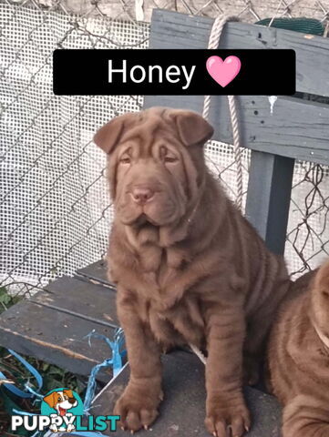 Adorable Mala Pei puppies