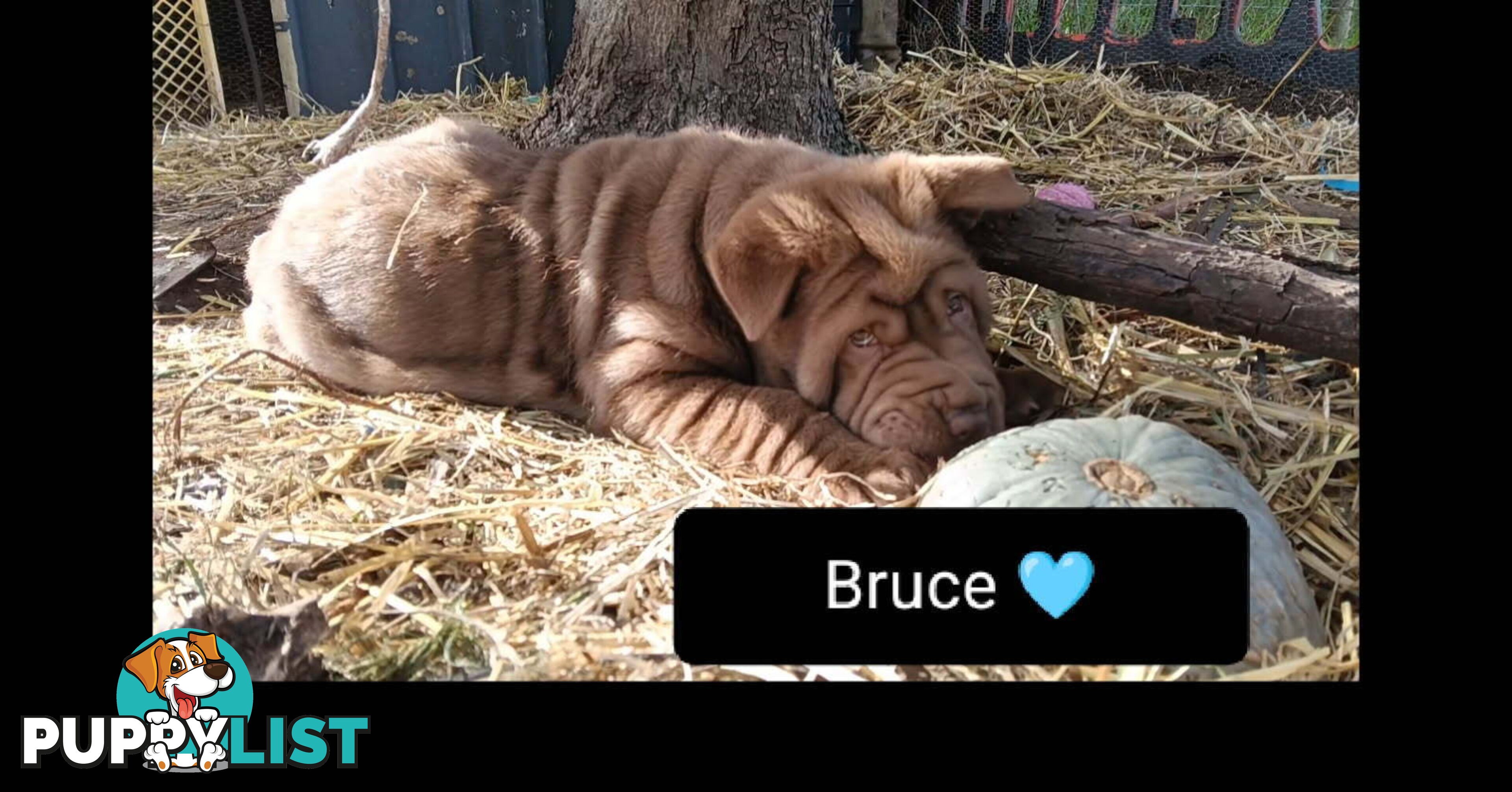 Adorable Mala Pei puppies