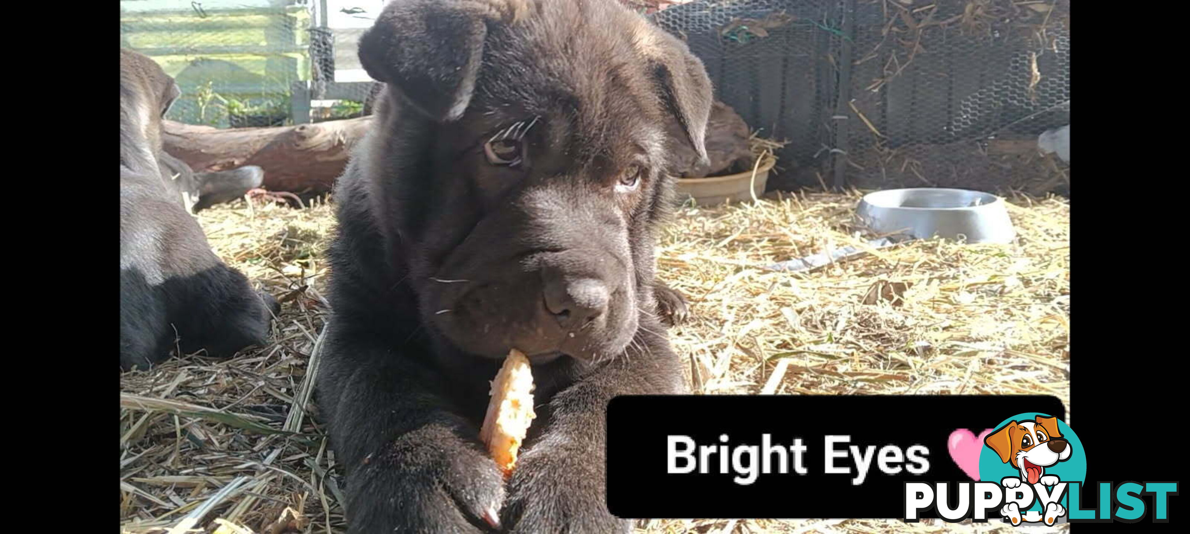 Adorable Mala Pei puppies