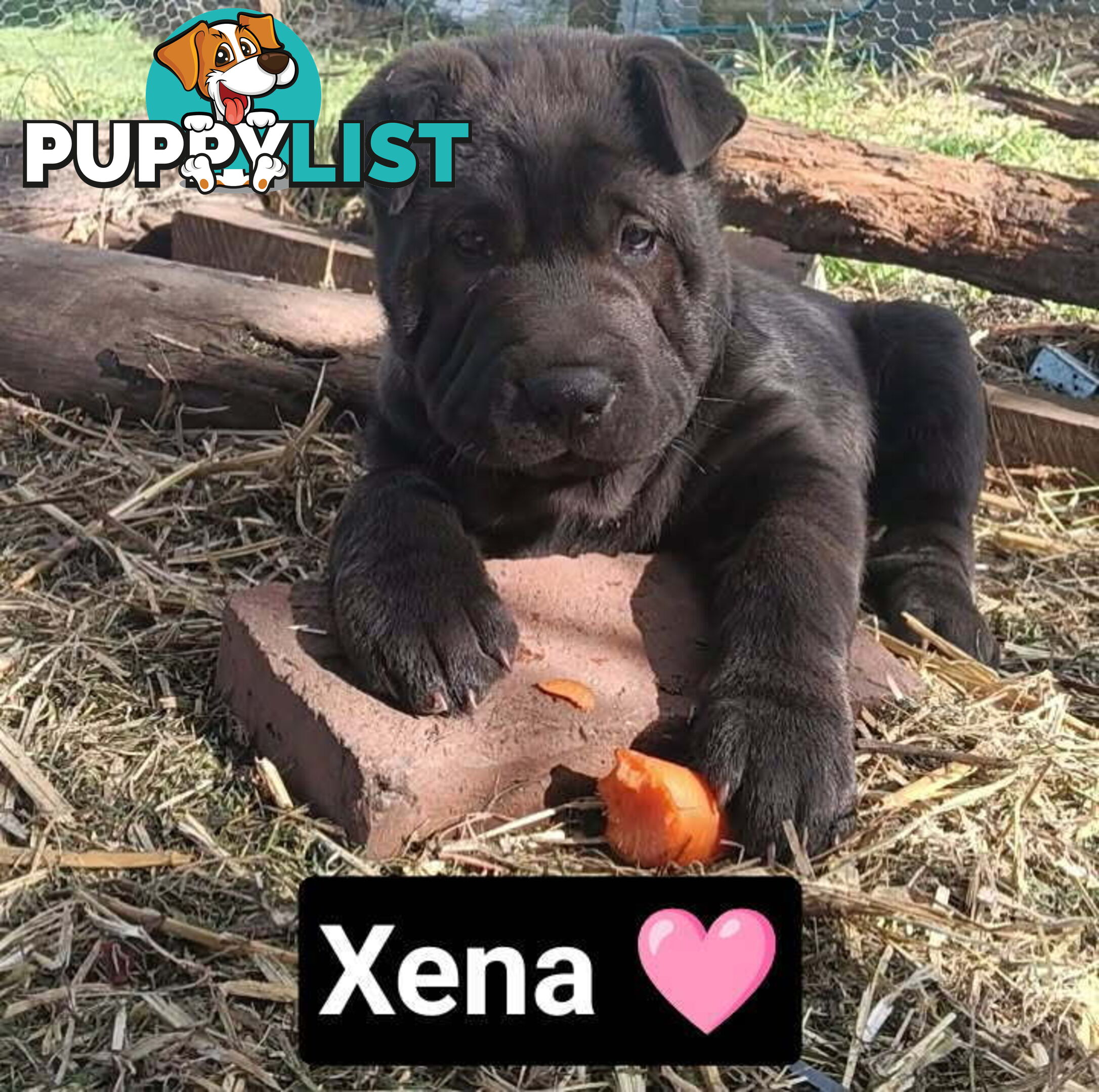 Adorable Mala Pei puppies