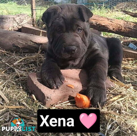 Adorable Mala Pei puppies