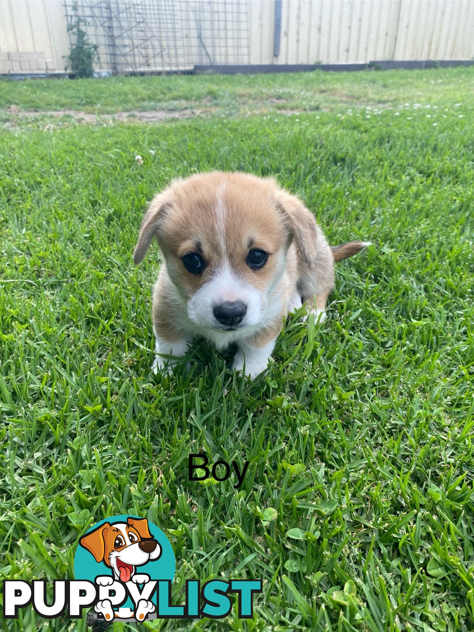 Pembroke Welsh Corgi