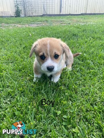 Pembroke Welsh Corgi