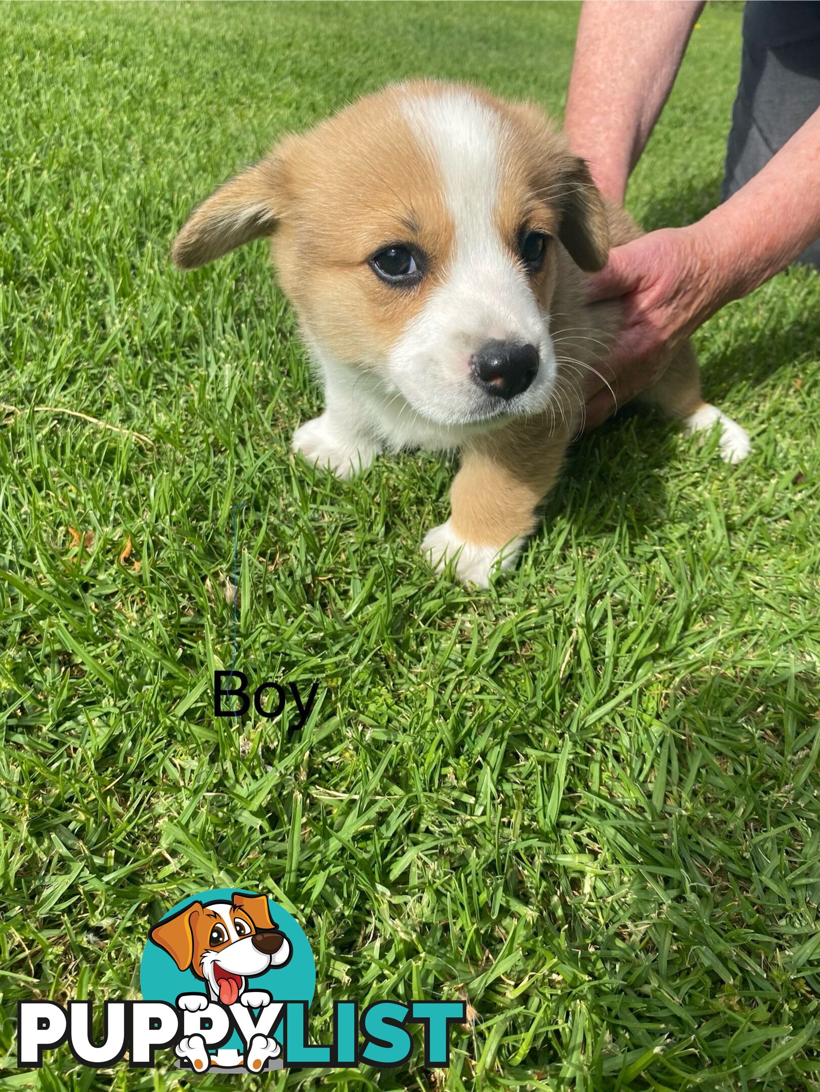 Pembroke Welsh Corgi