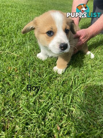 Pembroke Welsh Corgi