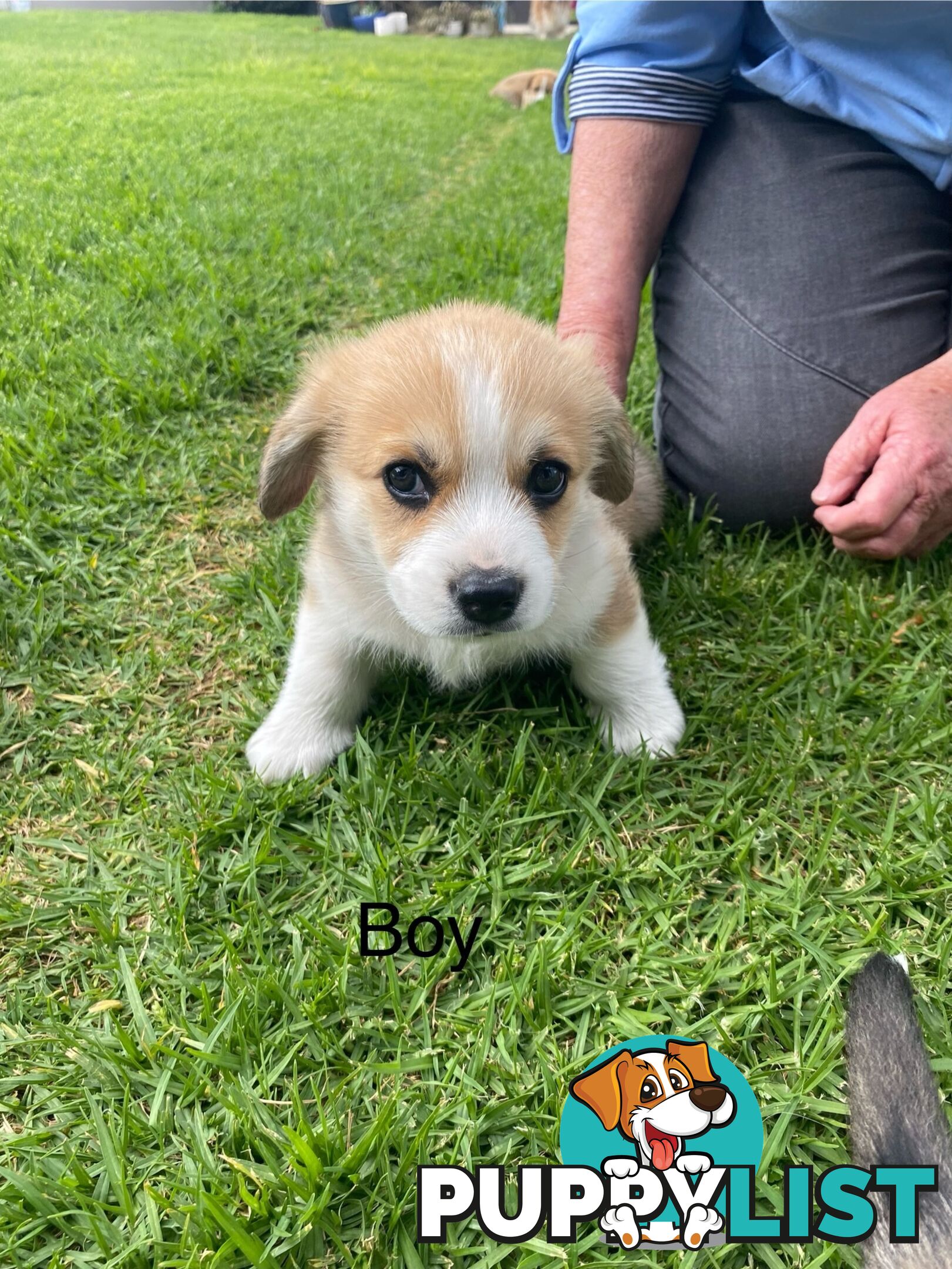 Pembroke Welsh Corgi