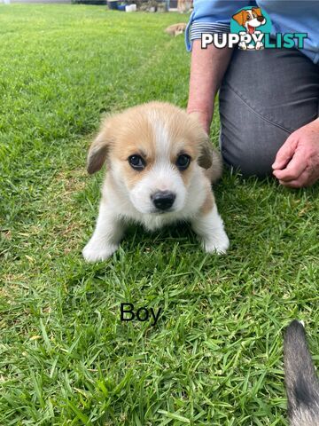 Pembroke Welsh Corgi