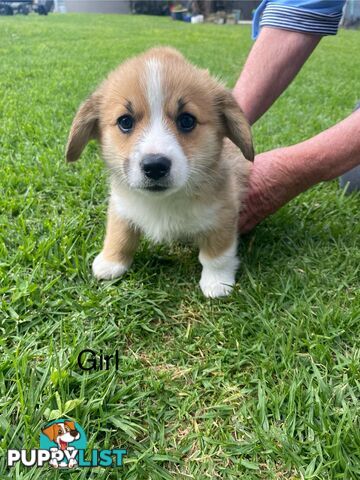 Pembroke Welsh Corgi