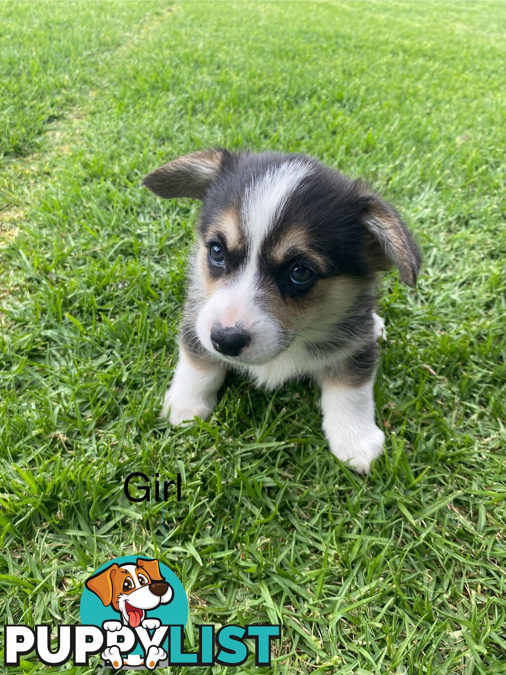 Pembroke Welsh Corgi