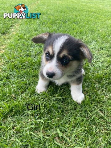 Pembroke Welsh Corgi