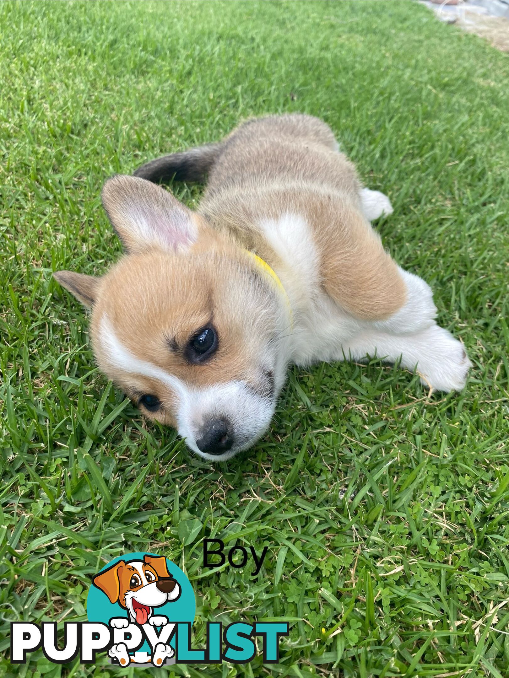 Pembroke Welsh Corgi