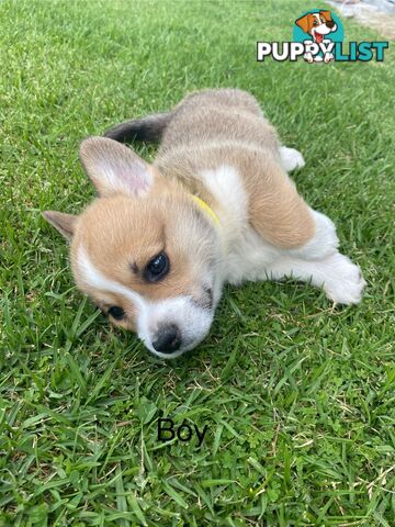 Pembroke Welsh Corgi