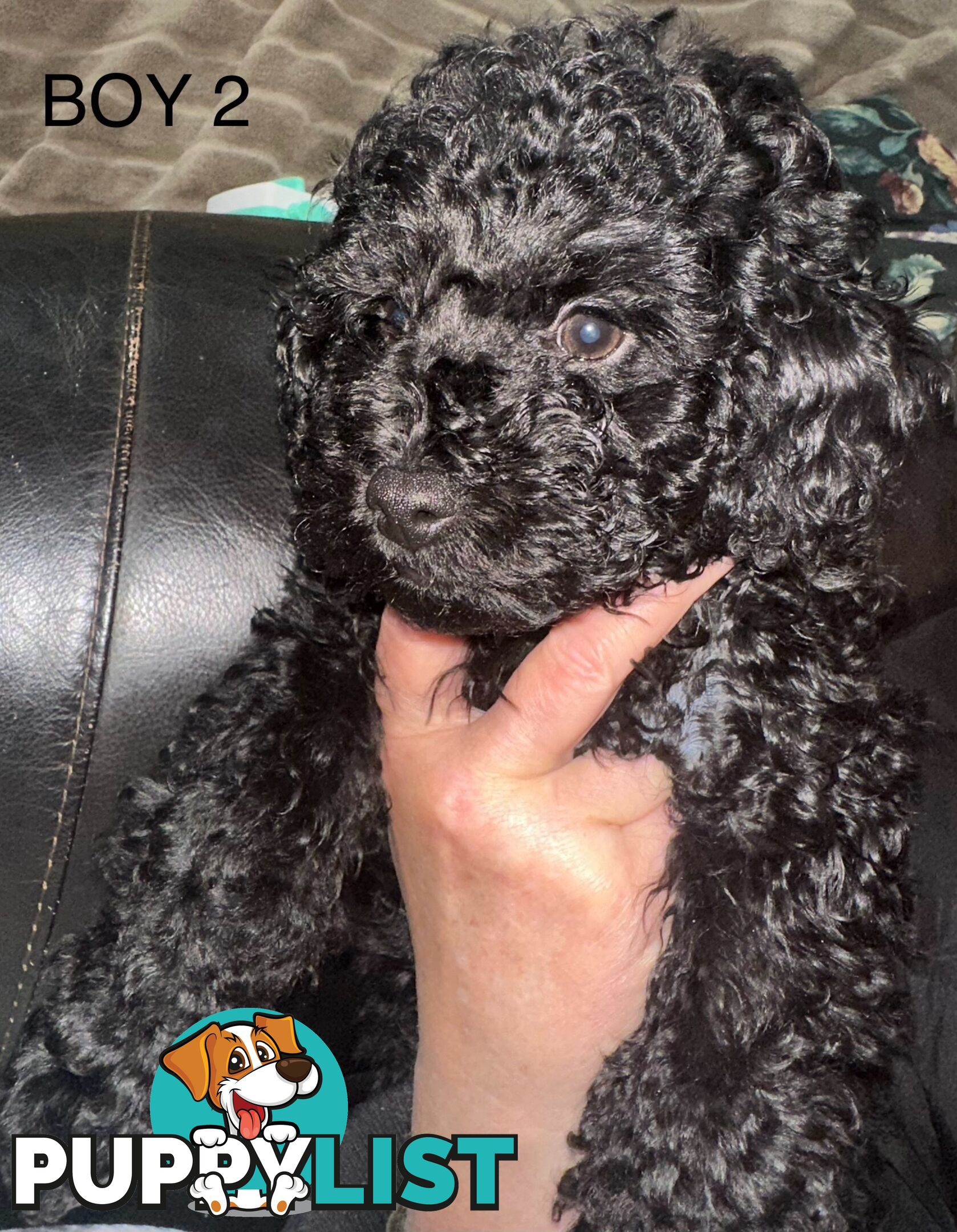 Purebred toy poodle puppies QUICK SALE